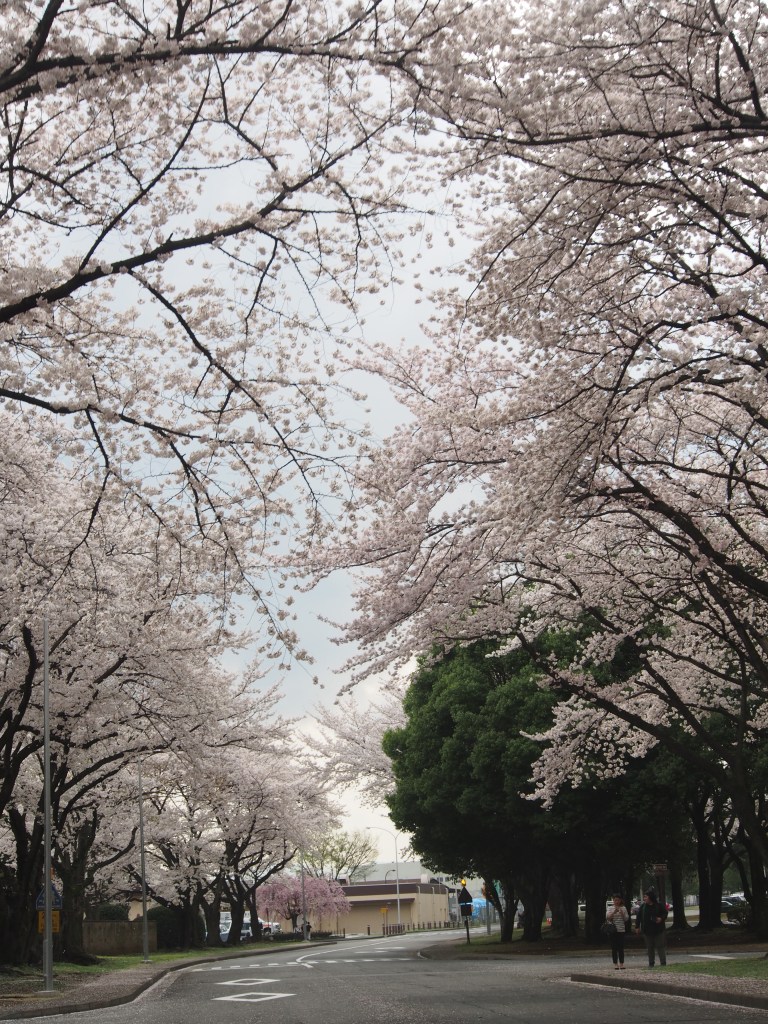 sakura1